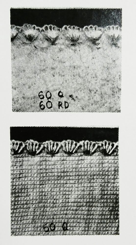 メロー60Qの縫見本
